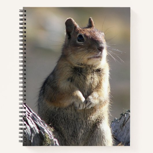 bedelen grond eekhoorn Natuur foto Notitieboek (Voorkant)