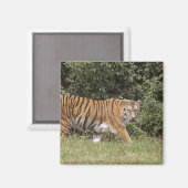 Bedfordshire, Engeland 2 Magneet (Voorkant / Achterkant)