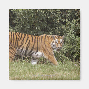 Bedfordshire, Engeland 2 Magneet