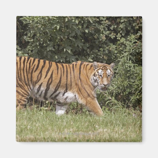 Bedfordshire, Engeland 2 Magneet (Voorkant)