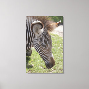 Bedfordshire, Engeland Canvas Afdruk