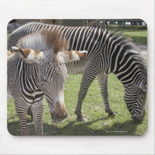 Bedfordshire, Engeland Muismat