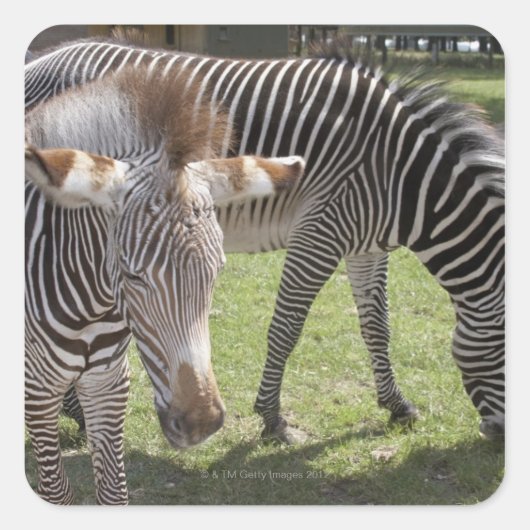 Bedfordshire, Engeland Vierkante Sticker (Voorkant)