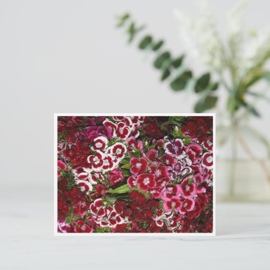 Bedje van roze dianthus briefkaart (Staand voorkant)