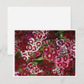 Bedje van roze dianthus briefkaart (Voorkant / Achterkant)