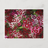Bedje van roze dianthus briefkaart (Voorkant)