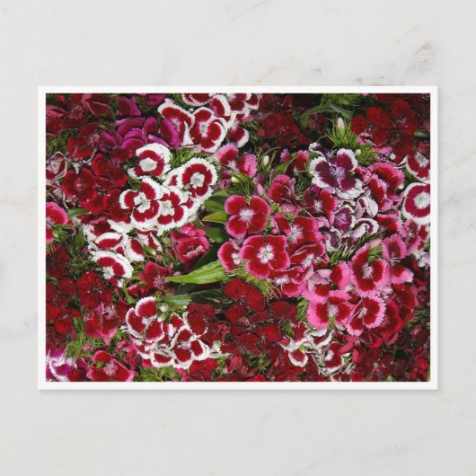 Bedje van roze dianthus briefkaart (Voorkant)