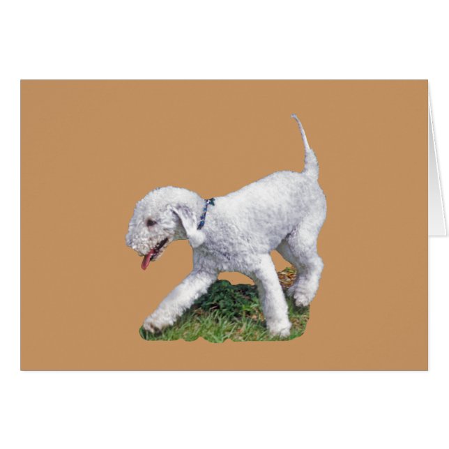 Bedlington Terrier (Voorkant Horizontaal)