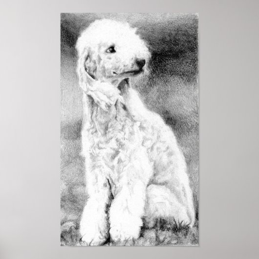 Bedlington Terrier Dog Portret Poster Afdrukken (Voorkant)