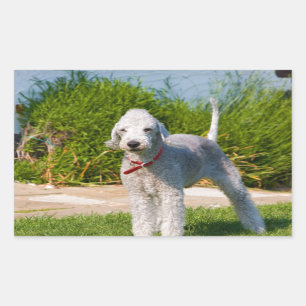 bedlington-Terrier-full.png Rechthoekige Sticker