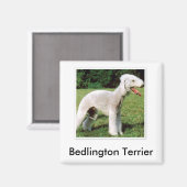 Bedlington Terrier Magnet (Voorkant / Achterkant)