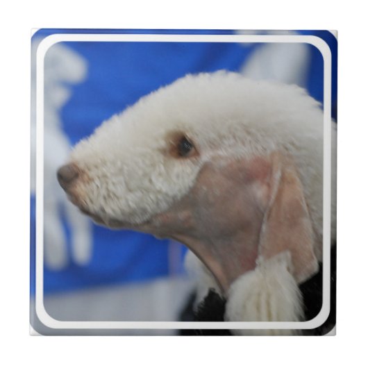 Bedlington Terrier Tile Tegeltje (Voorkant)