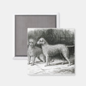 Bedlington Terriers - Mr F. Armstrong's Magneet (Voorkant / Achterkant)