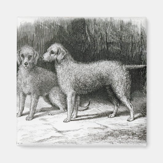 Bedlington Terriers - Mr F. Armstrong's Magneet (Voorkant)