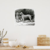 Bedlington Terriers - Mr F. Armstrong's Poster (Keuken)