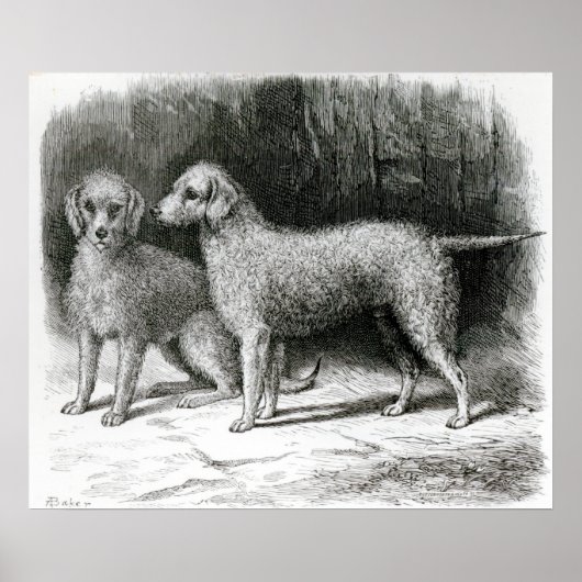 Bedlington Terriers - Mr F. Armstrong's Poster (Voorkant)