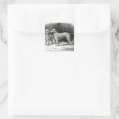 Bedlington Terriers - Mr F. Armstrong's Vierkante Sticker (Tas)
