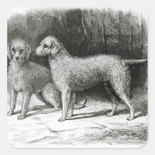 Bedlington Terriers - Mr F. Armstrong's Vierkante Sticker (Voorkant)