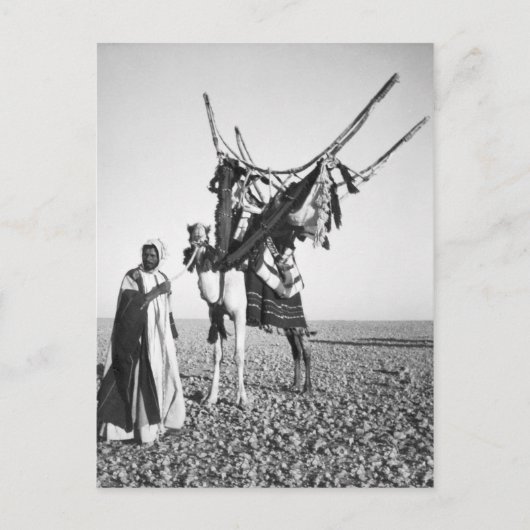 Bedouin man en kameel, Syrië Briefkaart (Voorkant)