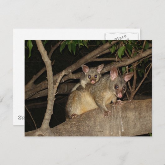 Bedragen van Brushtail Possum Briefkaart (Voorkant / Achterkant)