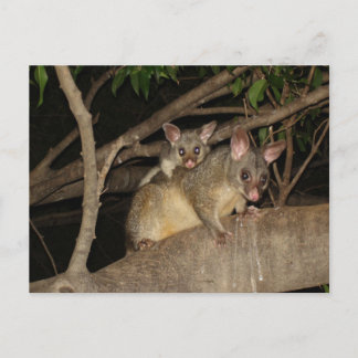 Bedragen van Brushtail Possum Briefkaart