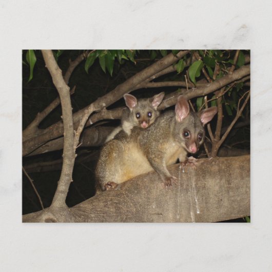 Bedragen van Brushtail Possum Briefkaart (Voorkant)