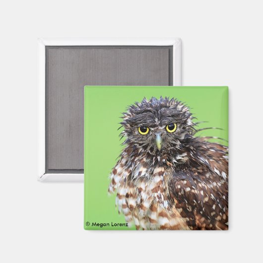 Bedraggled Uil Magnet (Voorkant / Achterkant)