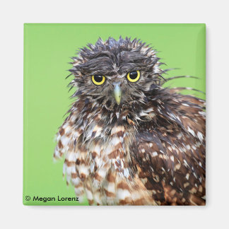Bedraggled Uil Magnet