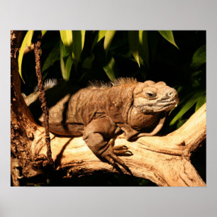 bedreigde Jamaicaan Iguana, Cyclura collei Poster