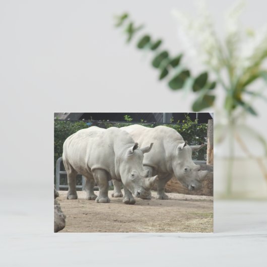 bedreigde noordelijke witte Rhinos Briefkaart (Staand voorkant)