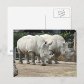 bedreigde noordelijke witte Rhinos Briefkaart (Voorkant / Achterkant)