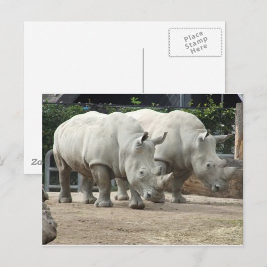 bedreigde noordelijke witte Rhinos Briefkaart (Voorkant / Achterkant)