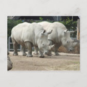 bedreigde noordelijke witte Rhinos Briefkaart (Voorkant)