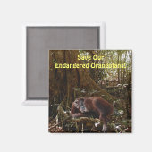 Bedreigde orang-oetans Primaten Wildlife Art Magne Magneet (Voorkant / Achterkant)