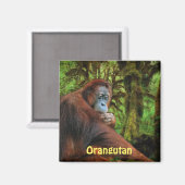 Bedreigde orang-oetans Red Apes Wildlife Art Magne Magneet (Voorkant / Achterkant)
