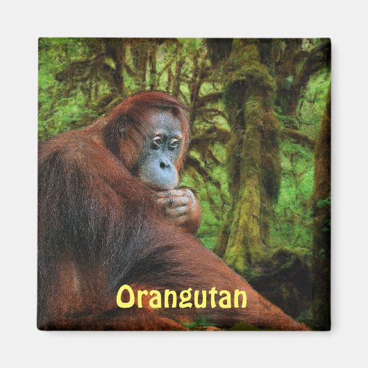 Bedreigde orang-oetans Red Apes Wildlife Art Magne Magneet (Voorkant)