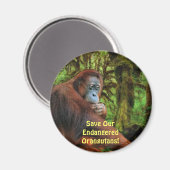 Bedreigde orang-oetans Red Apes Wildlife Art Magne Magneet (Voorkant / Achterkant)