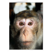 bedreigde regenwoud Ape (Voorkant)