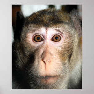 bedreigde regenwoud Ape Poster