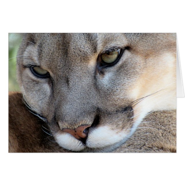 bedreigde soorten: Florida Panther (4071) (Voorkant Horizontaal)