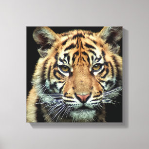 bedreigde tijgerkubus canvas afdruk