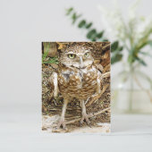 Bedreigde Uil Burrowing Briefkaart (Staand voorkant)