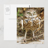 Bedreigde Uil Burrowing Briefkaart (Voorkant / Achterkant)