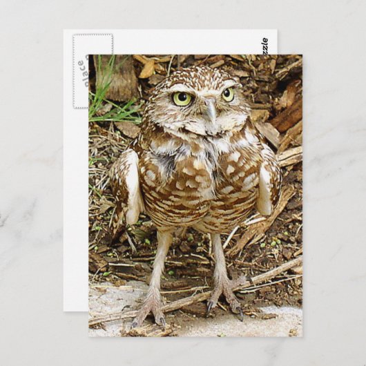 Bedreigde Uil Burrowing Briefkaart (Voorkant / Achterkant)