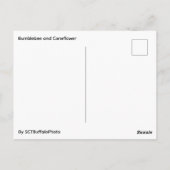 Bee and Coneflower Briefkaart (Achterkant)