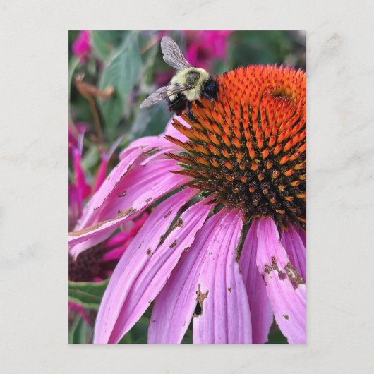 Bee and Coneflower Briefkaart (Voorkant)