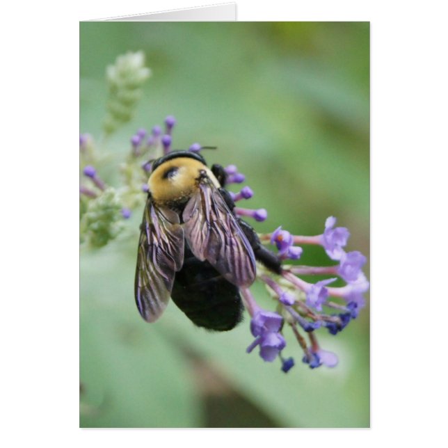 Bee-armige bijen! (Voorkant)