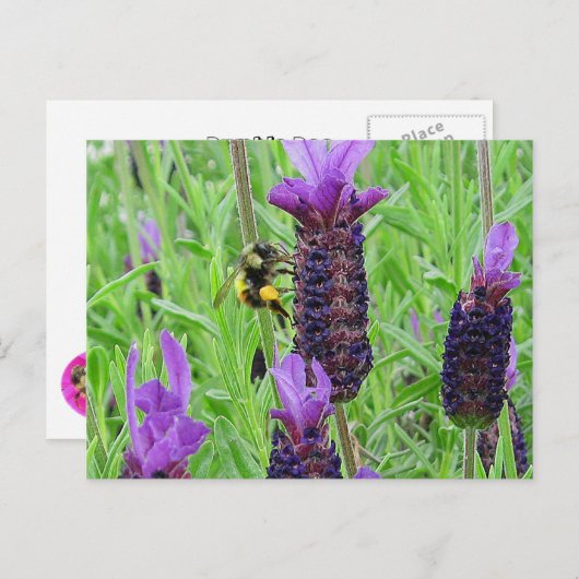 Bee Aware Briefkaart (Voorkant / Achterkant)