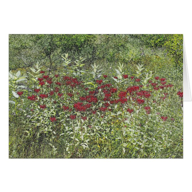 Bee Balm (Bergamont) in augustus (Voorkant Horizontaal)