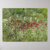 Bee Balm (Bergamont) in augustus Poster (Voorkant)